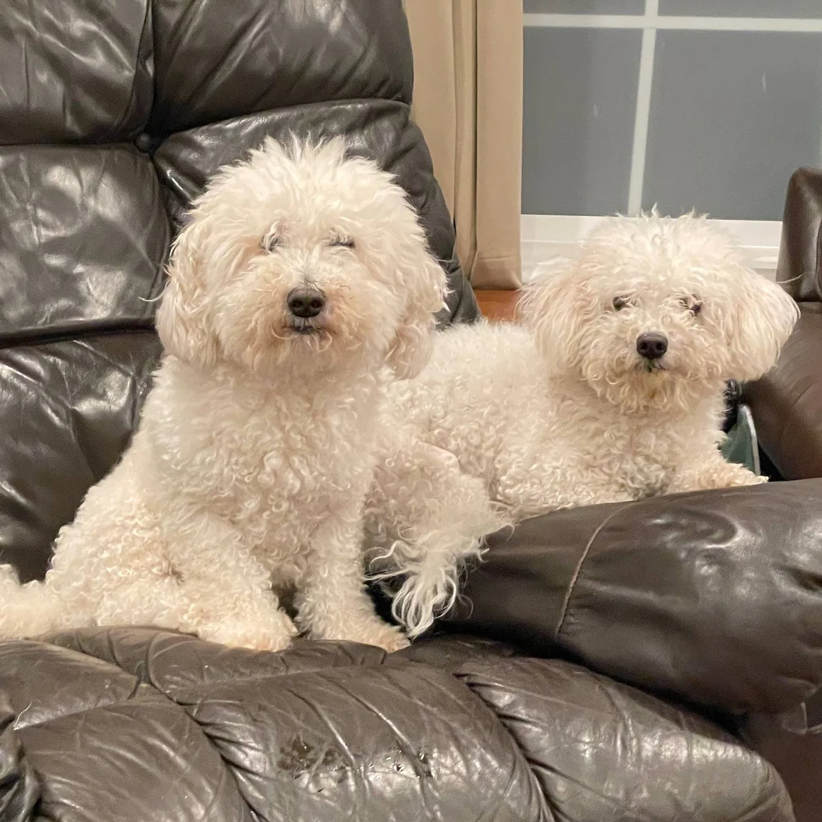 Hound Away From Home - South