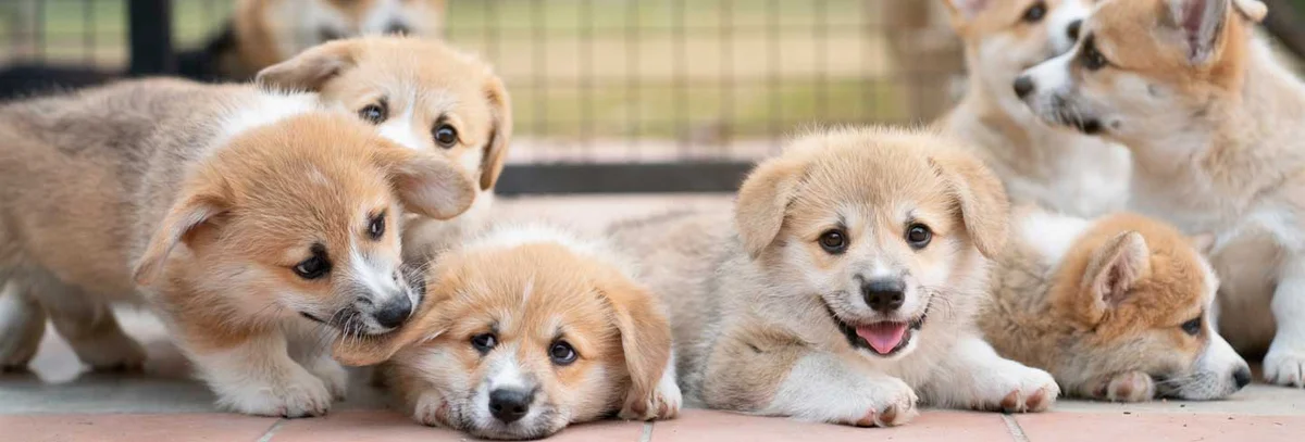 Pittsburgh East Animal Hospital