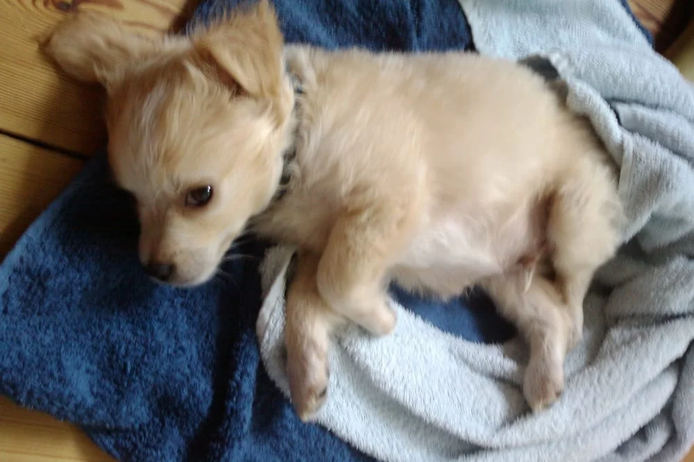 Tierarztpraxis Dr. Andrea Welz