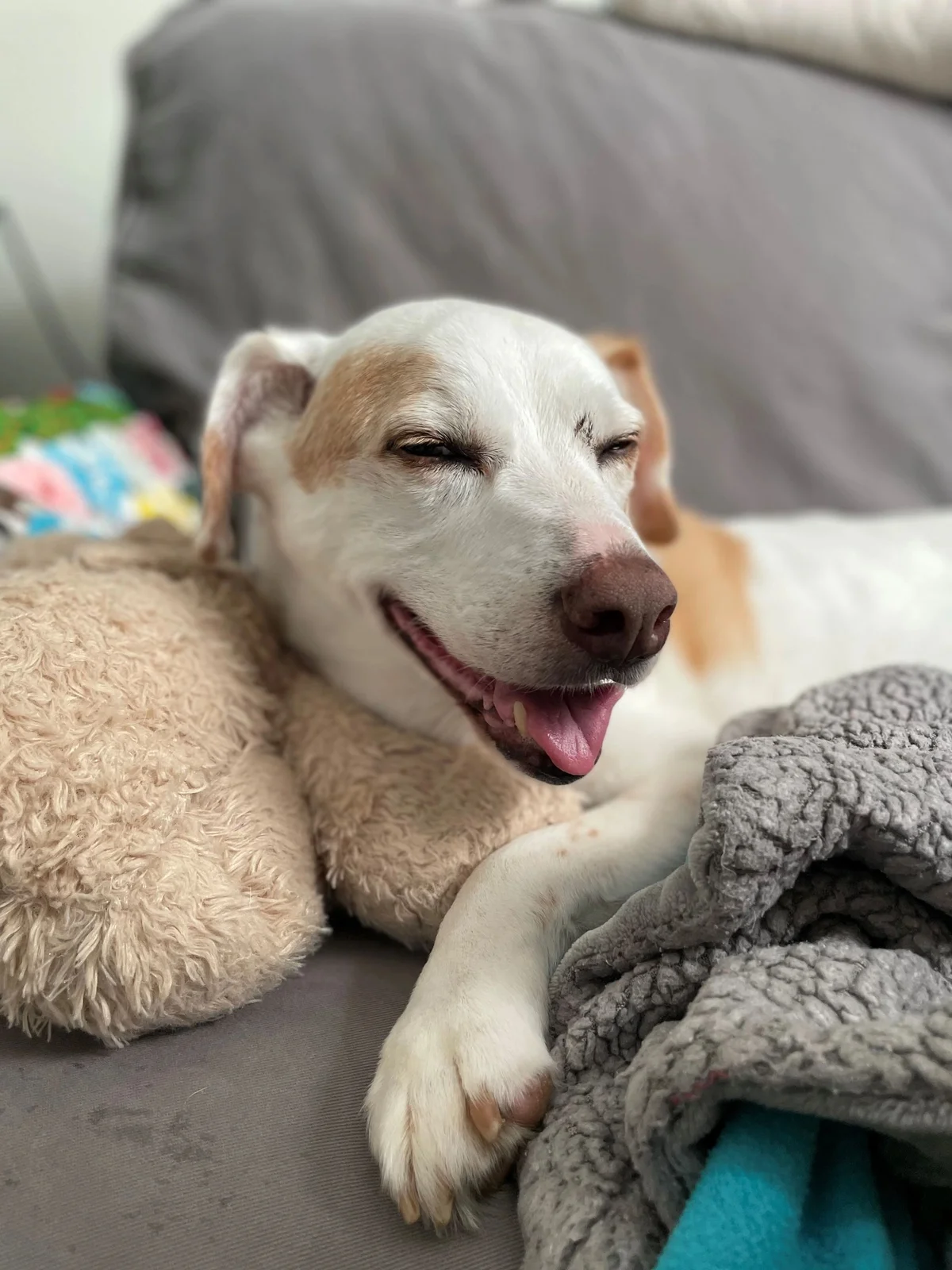 Two Sisters Veterinary Care