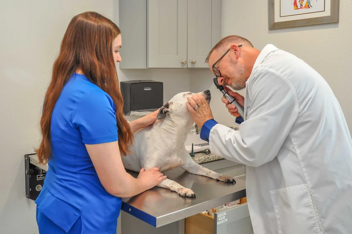 Pet Care On Highland