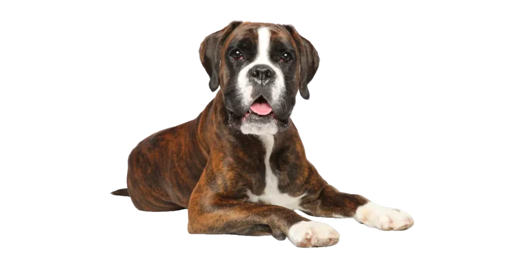 PetWellClinic - Fort Myers