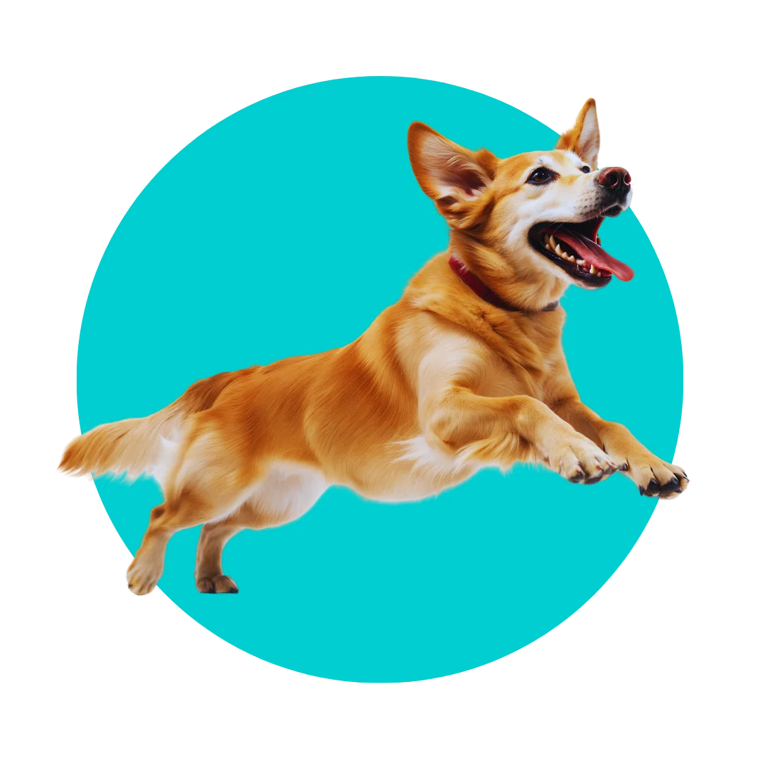 Tailwaggers Doggy Daycare