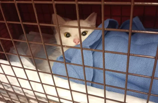 Orchard Animal Clinic