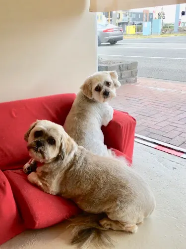 Aspendale Veterinary Clinic