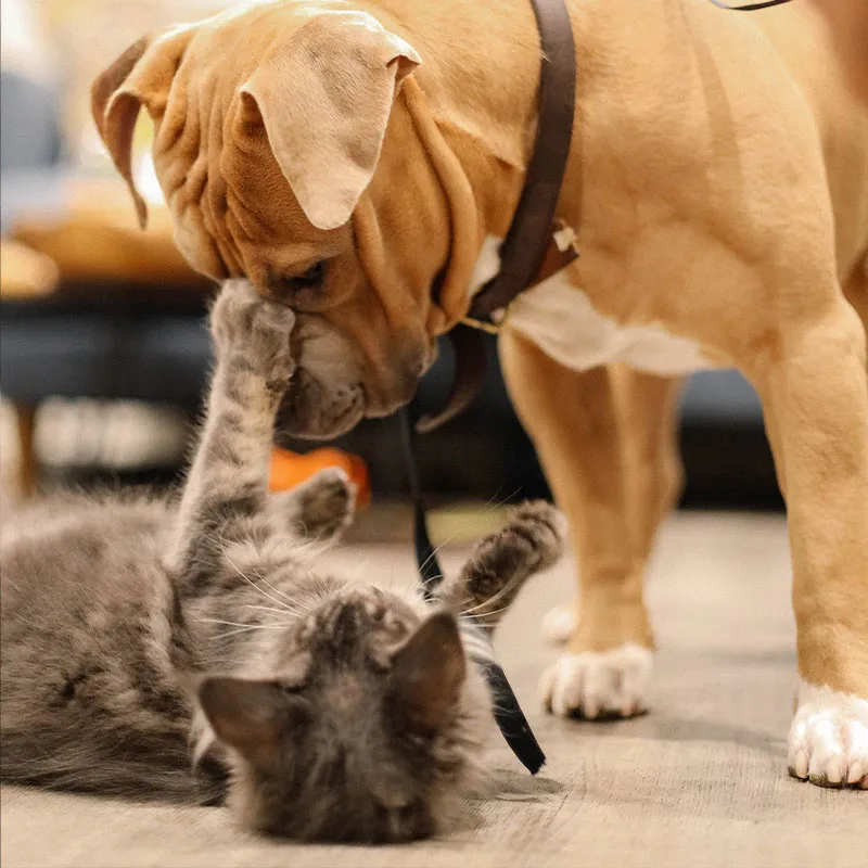 Mira Mar Veterinary Hospital