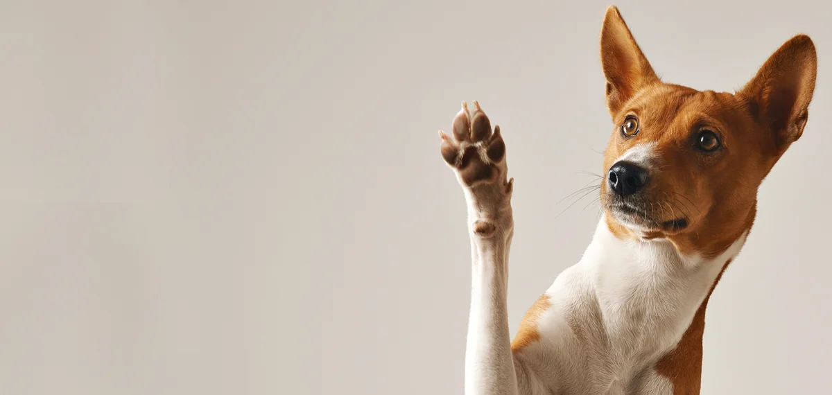 Dogville Daycare & Boarding