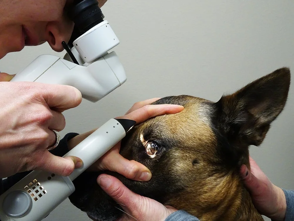 Tierärztliches Augenzentrum