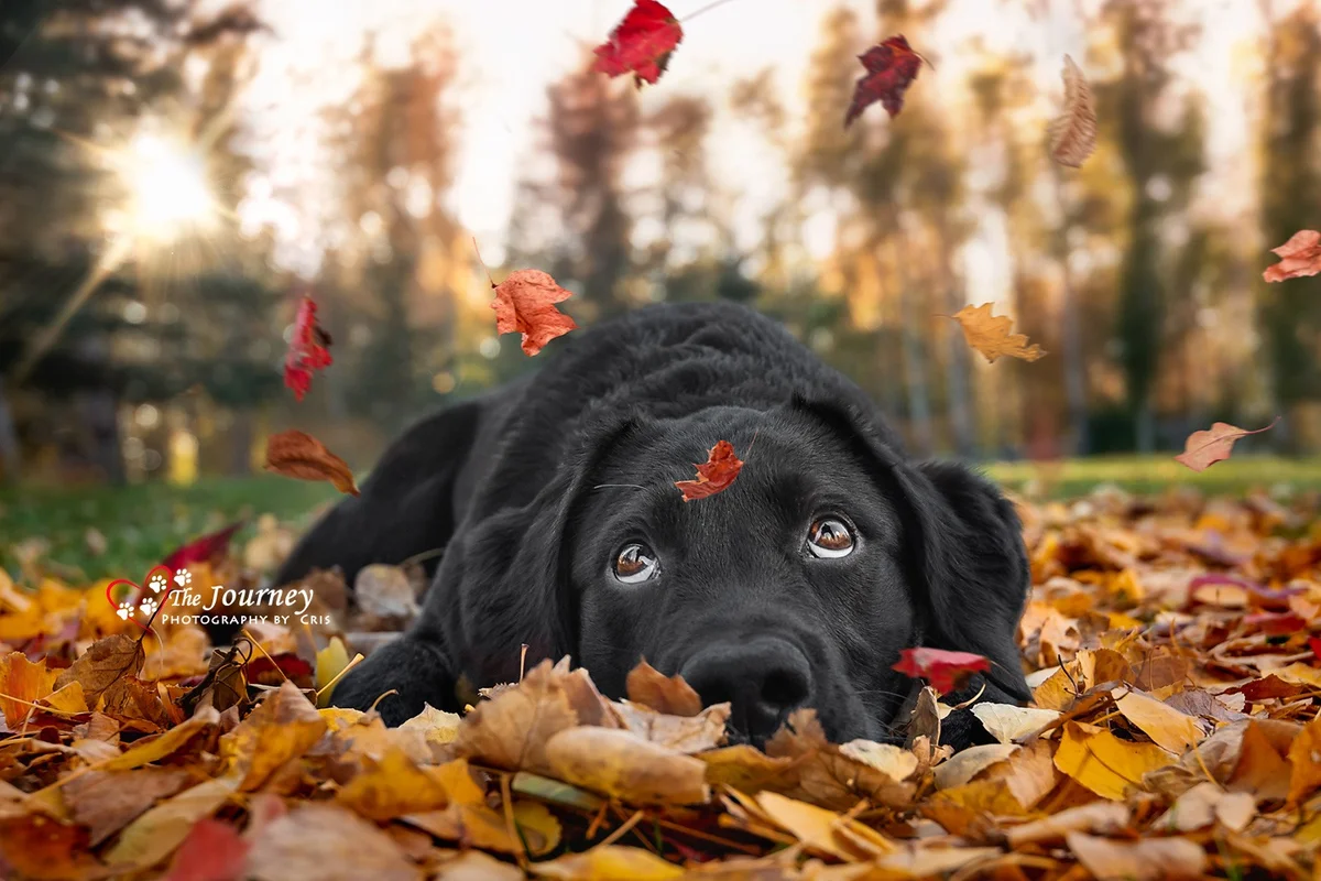 The Journey Photography by Cris