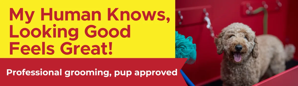 The Dog Stop - Spring