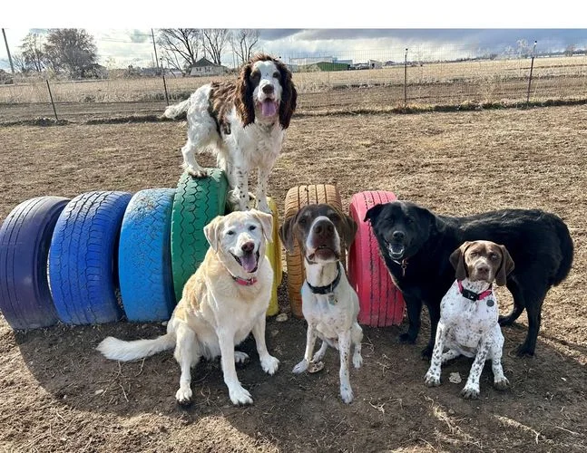 Clever Paws Dog Training