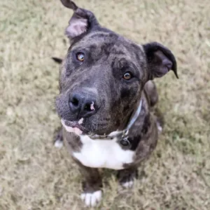 Oklahoma Humane Society Spay Neuter Clinic