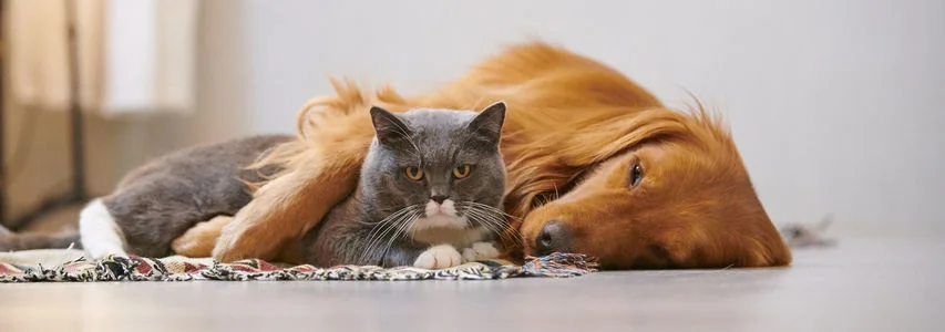 Tierarztpraxis Dr. A. Dierkes und Dr. K. Wöste