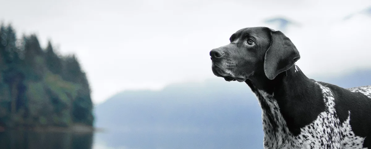 Columbia River Veterinary Specialists