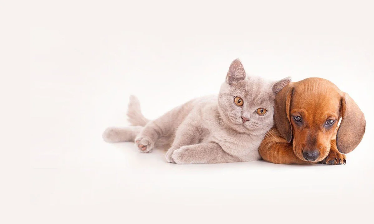 Loveland Animal Hospital