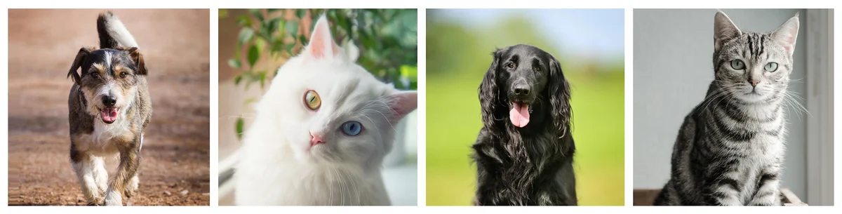 Main Street Veterinary Service