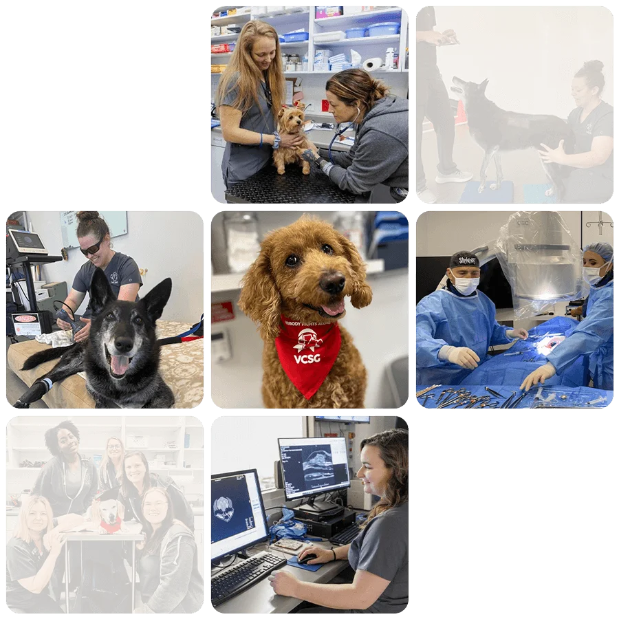 Veterinary Care and Specialty Group