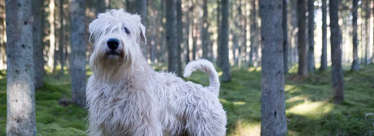 Mountainstone Veterinary Hospital