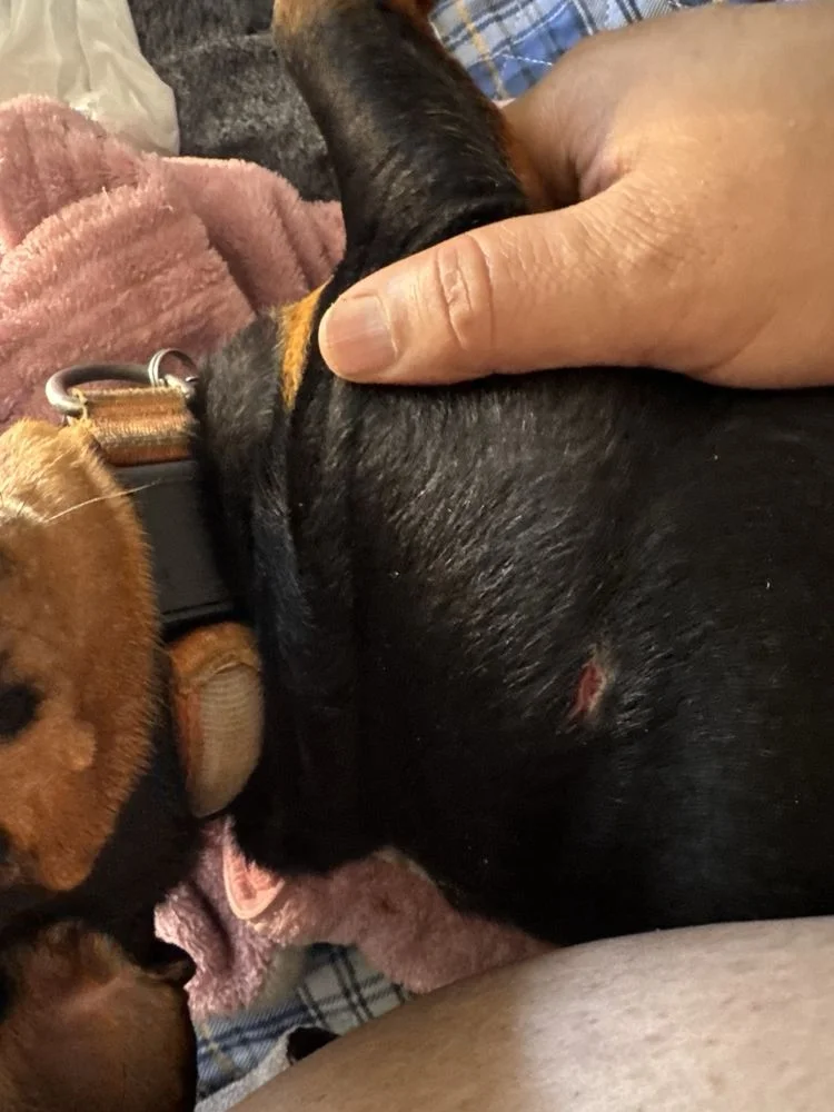 Guadalupe Animal Hospital