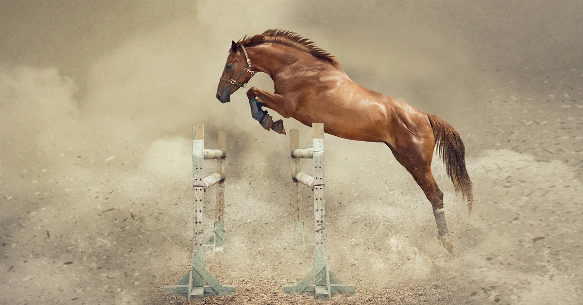 Sweet River Equine Clinic