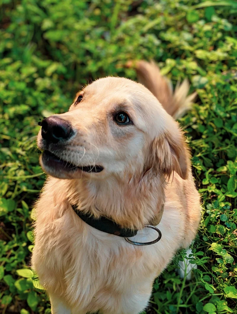 GreenTree Animal Hospital