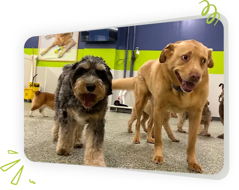 Max and Alayna's Paws Play