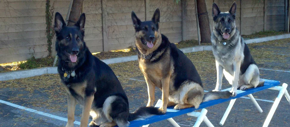 American Canine Institute