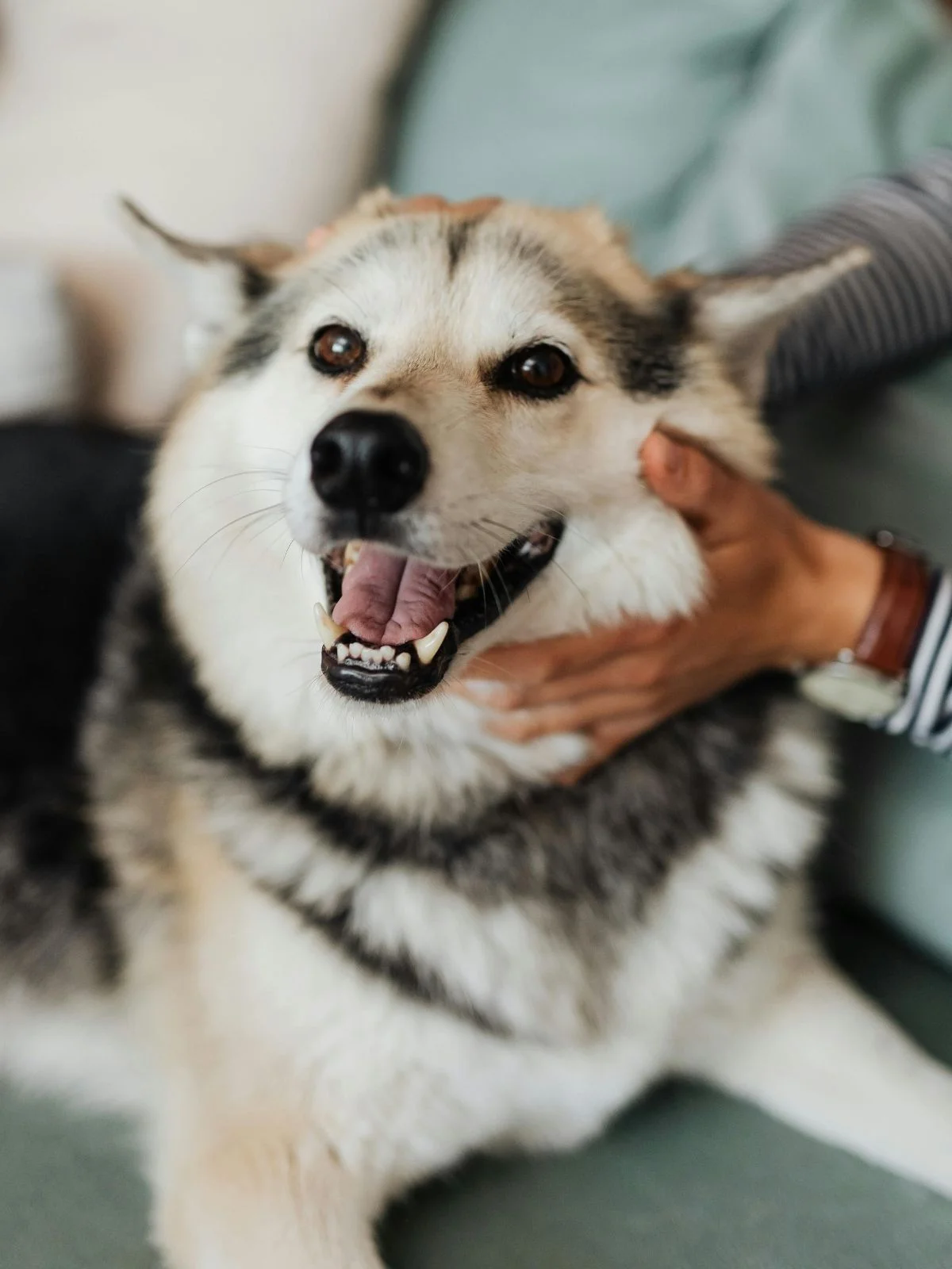 Preiser Animal Hospital