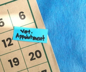 San Antonio Wellness-Spay And Neuter Clinic