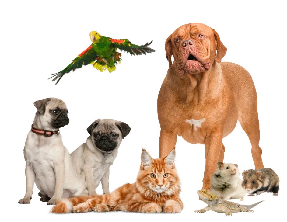 Serrano Animal & Bird Hospital