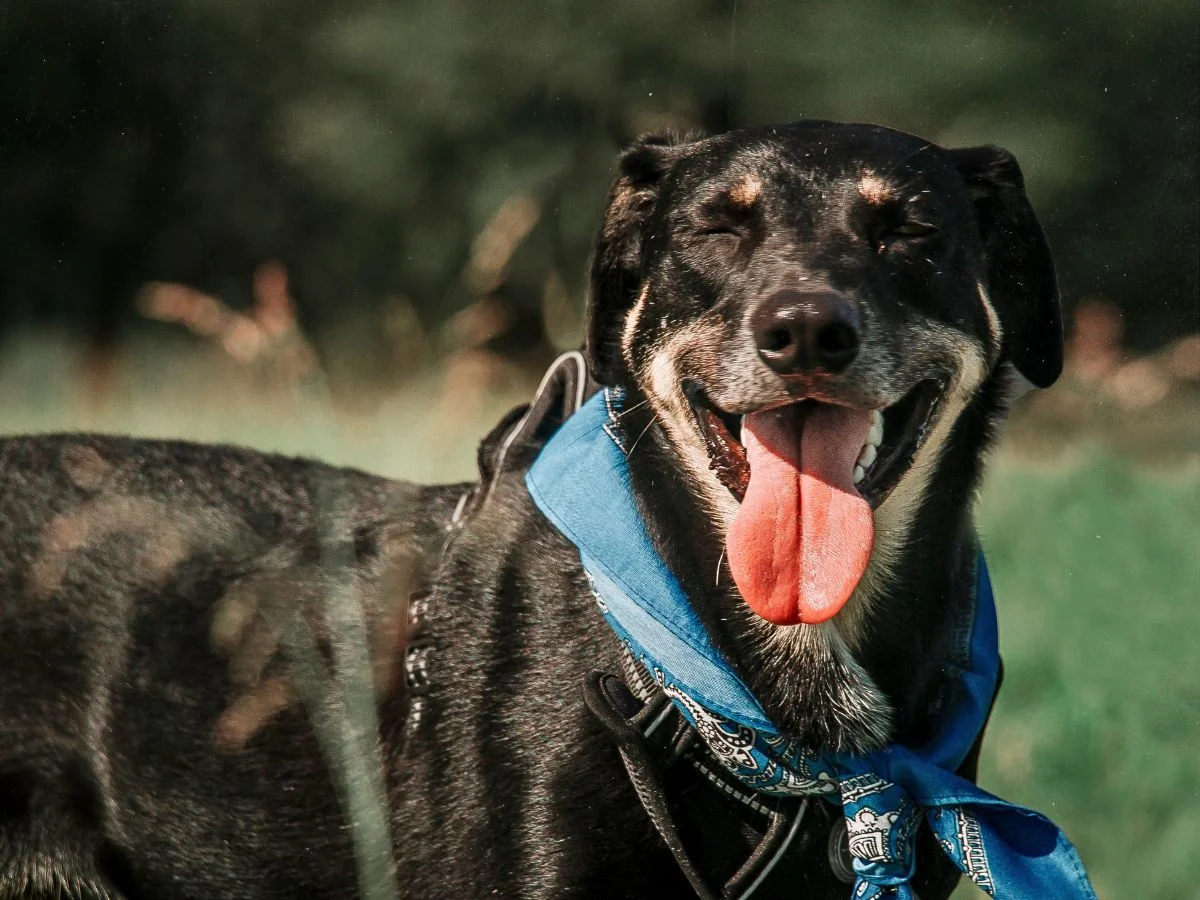 Animal Health Care Center