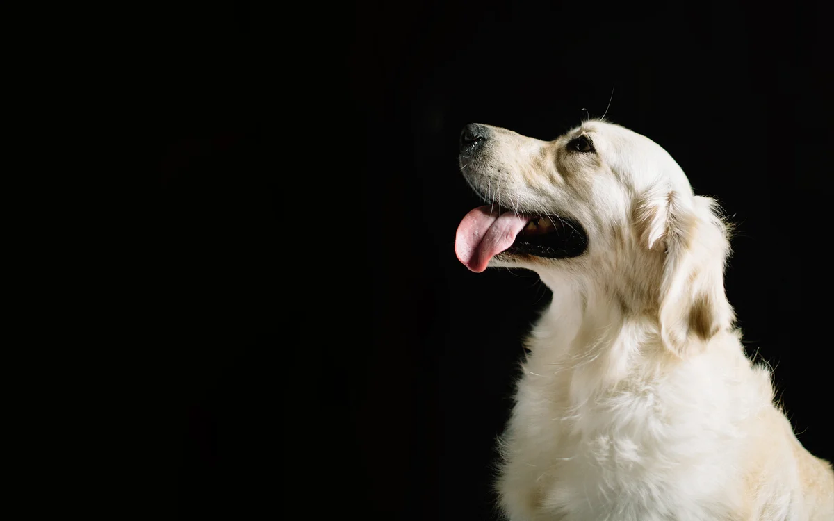 Packman Dog Training & Better Behavior