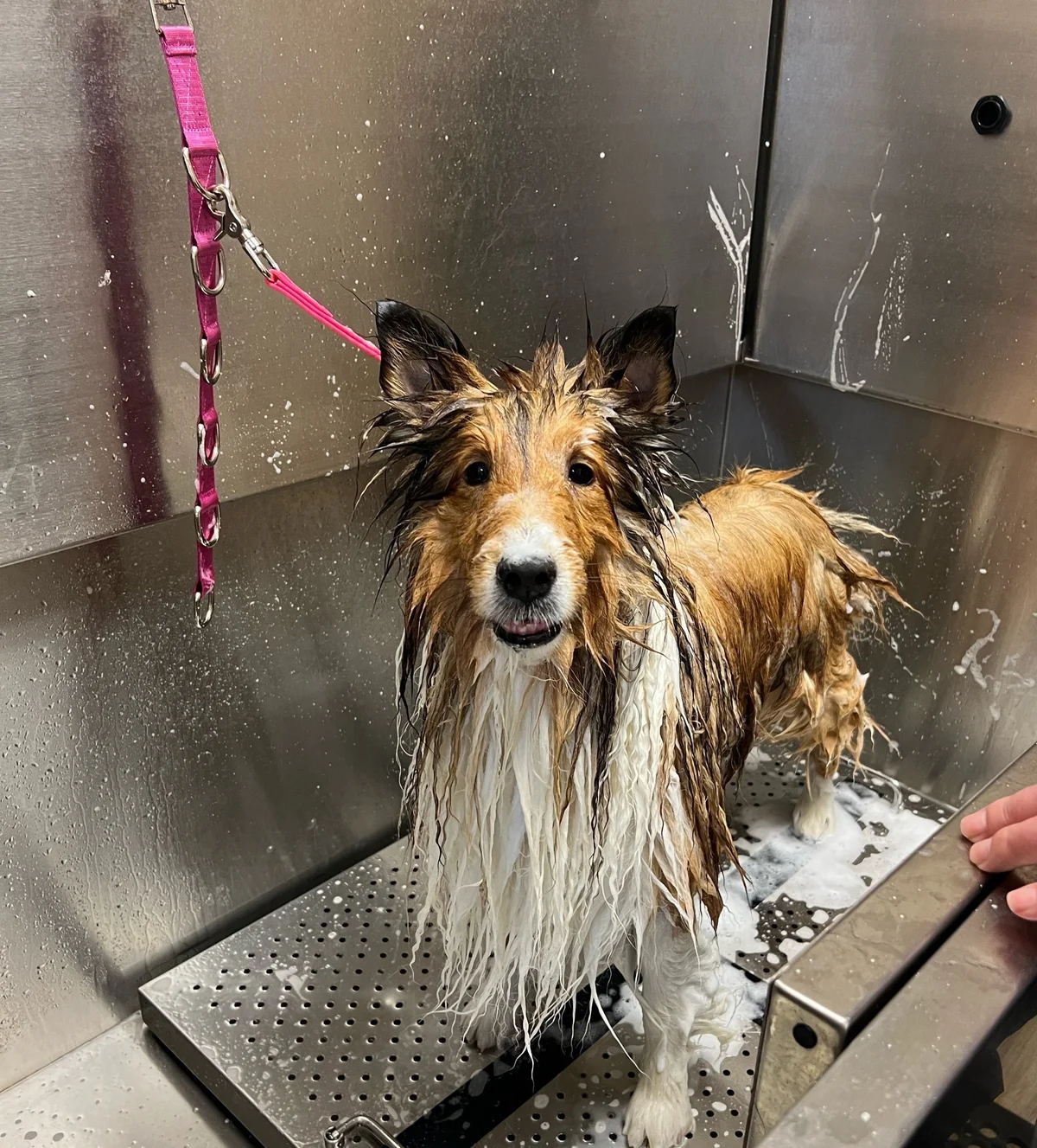 Cat Care Veterinary Clinic