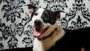 Safe Place For Animals