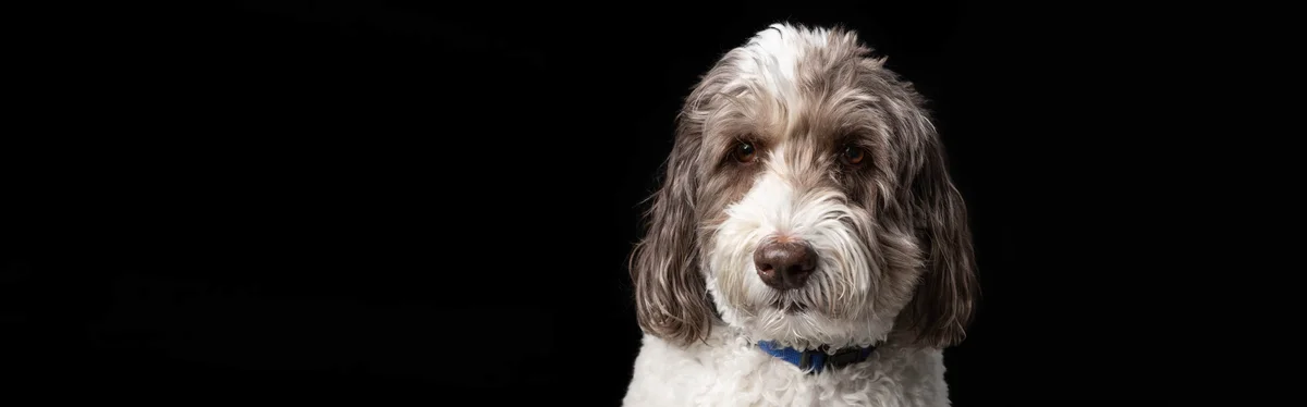 West Escondido Pet Hospital