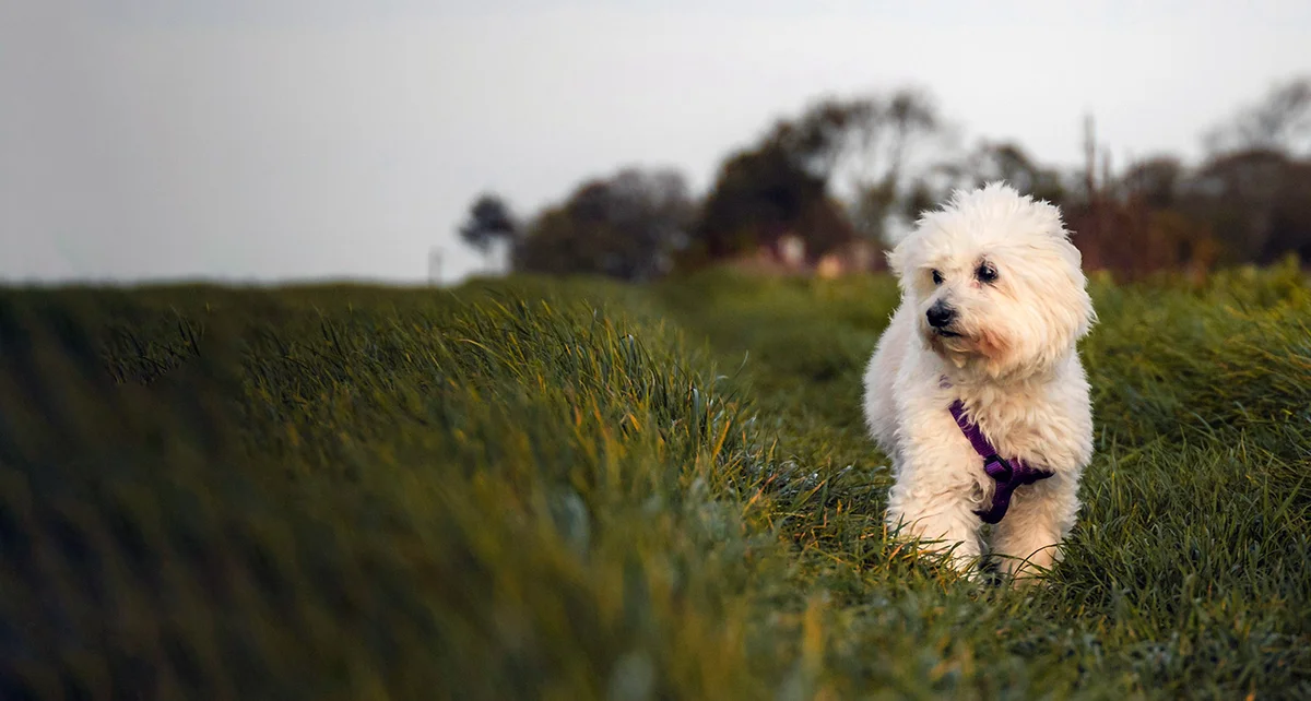 North Suffolk Animal Clinic