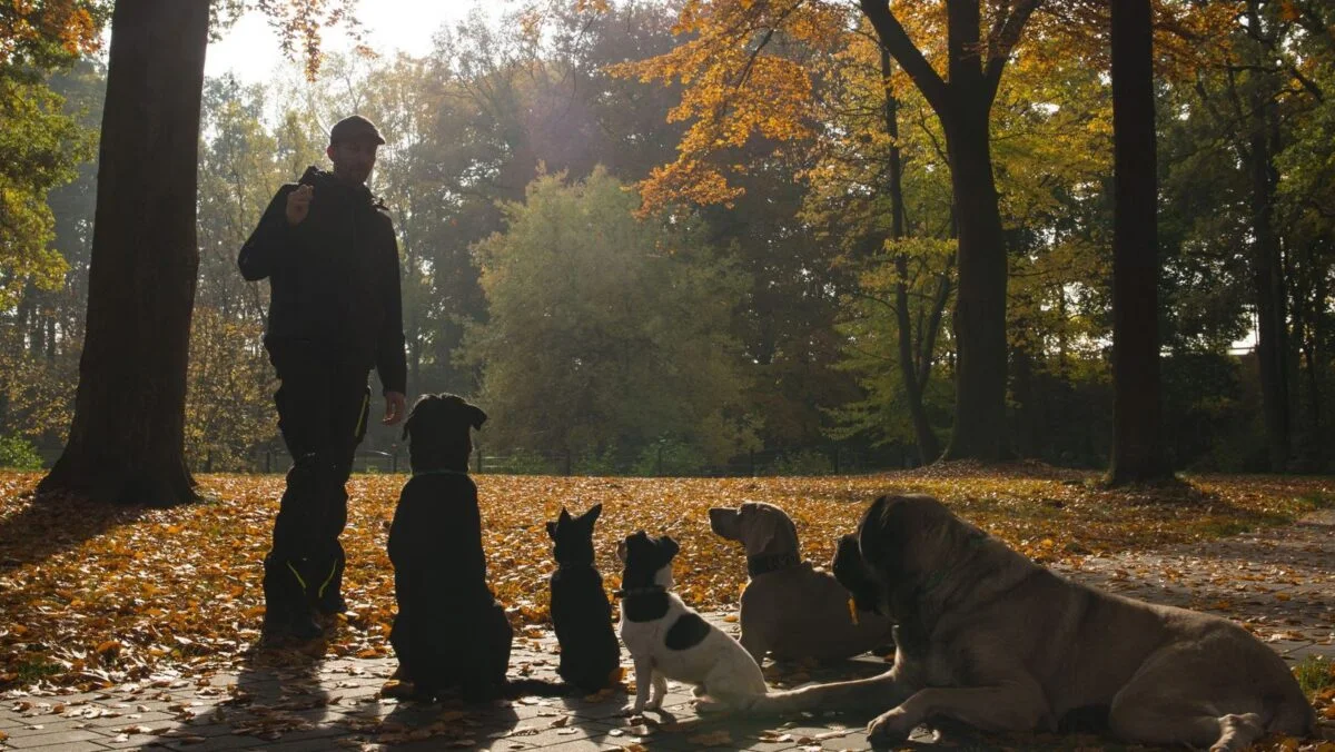 Hunde Psychologie Center