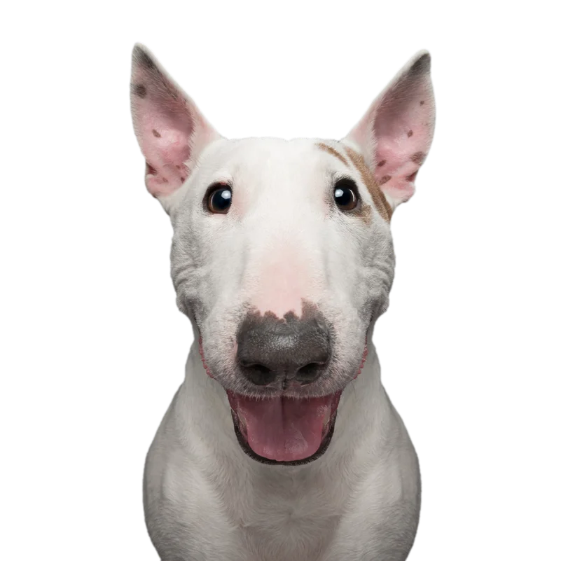 Gulf South Veterinary Dental Specialties