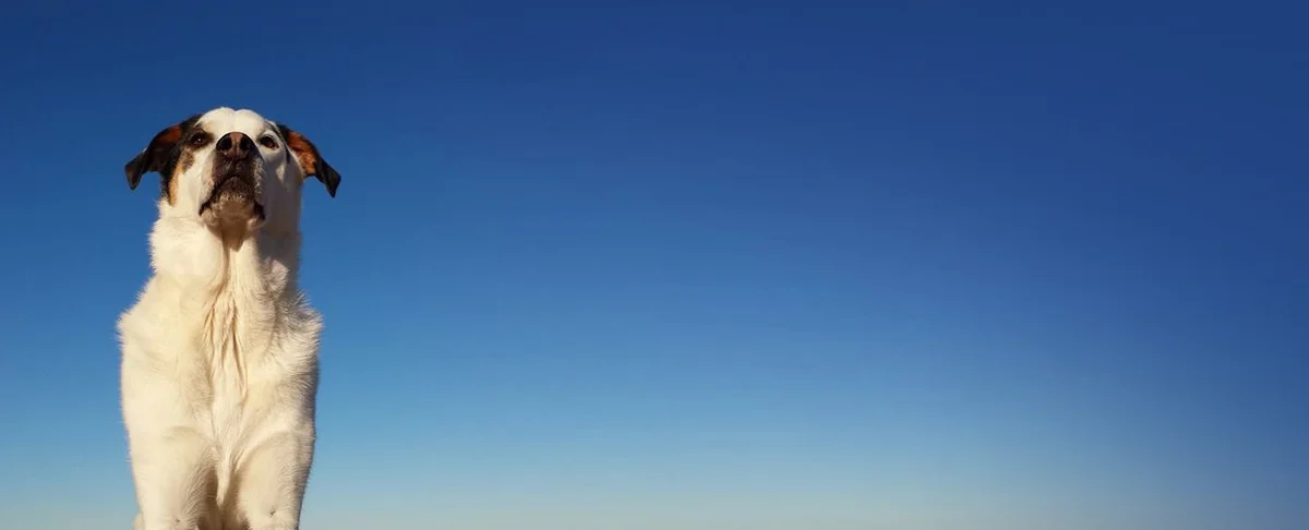 Coastal Animal Hospital