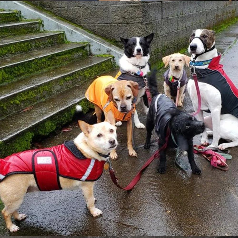 Instinct Dog Behavior & Training Portland