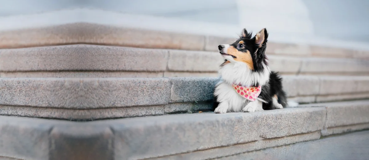 Angel Animal Hospital