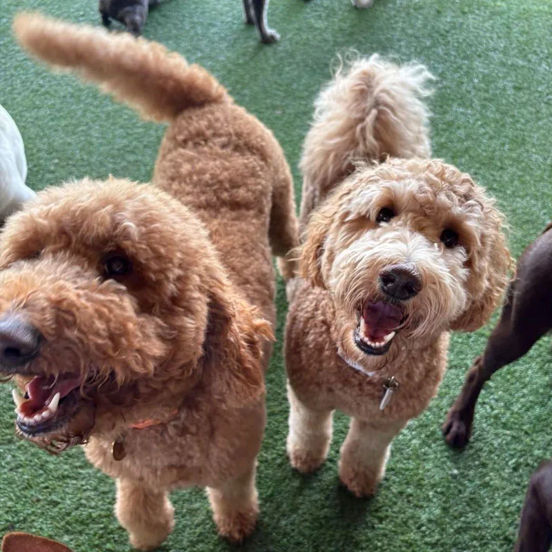 Black Bayou Boarding