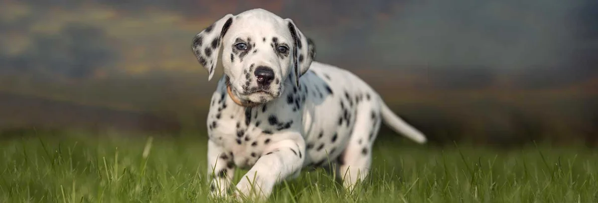 Altitude Veterinary Hospital