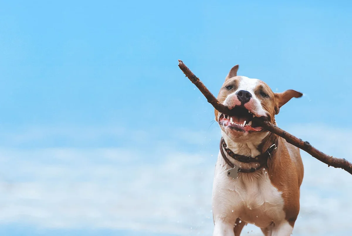 Nina's Animal Hospital Sarasota