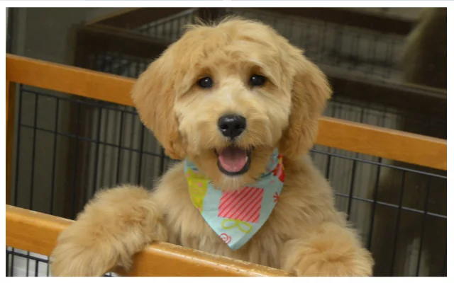 Gary's Professional Dog Grooming