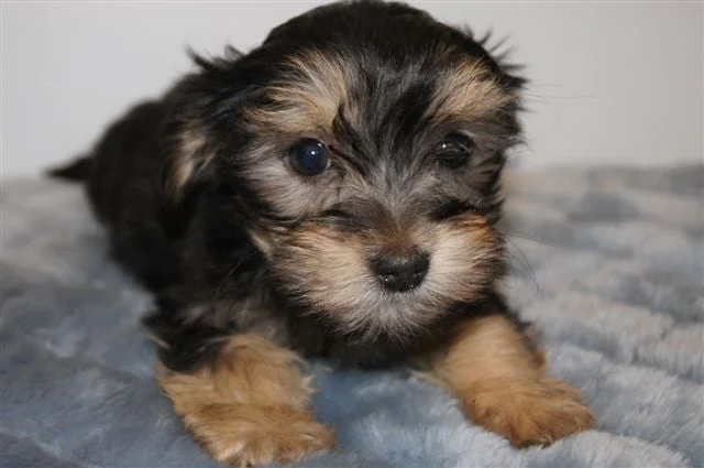 Mauch's Pet Superstore