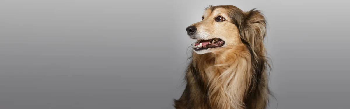 Gateway Pet Hospital