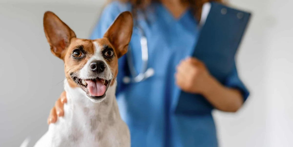 Bressi Ranch Pet Hospital