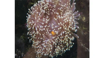 Jean Pierre-gilles Gabriel