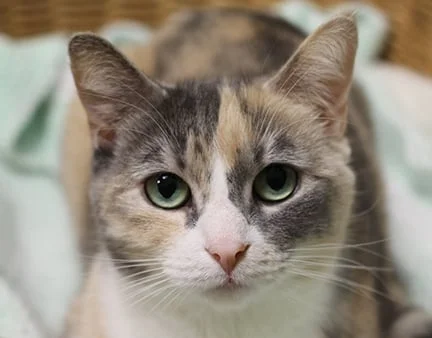 Bide Awhile Animal Shelter